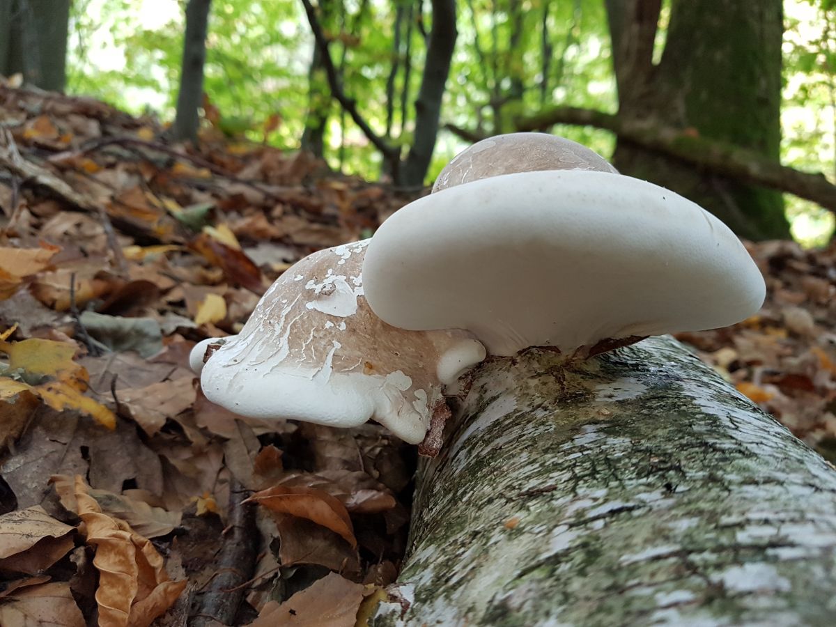 birch polypore fungus