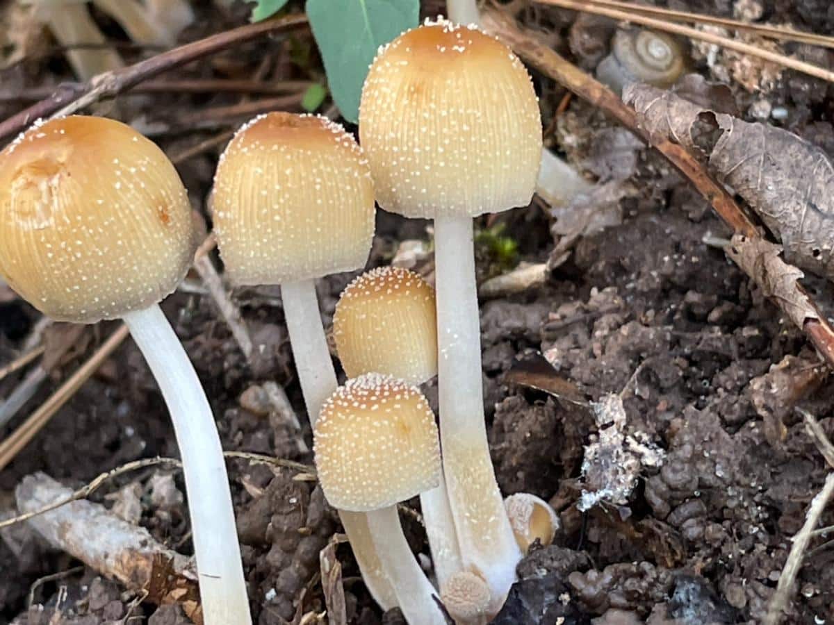 Coprinellus micaceus