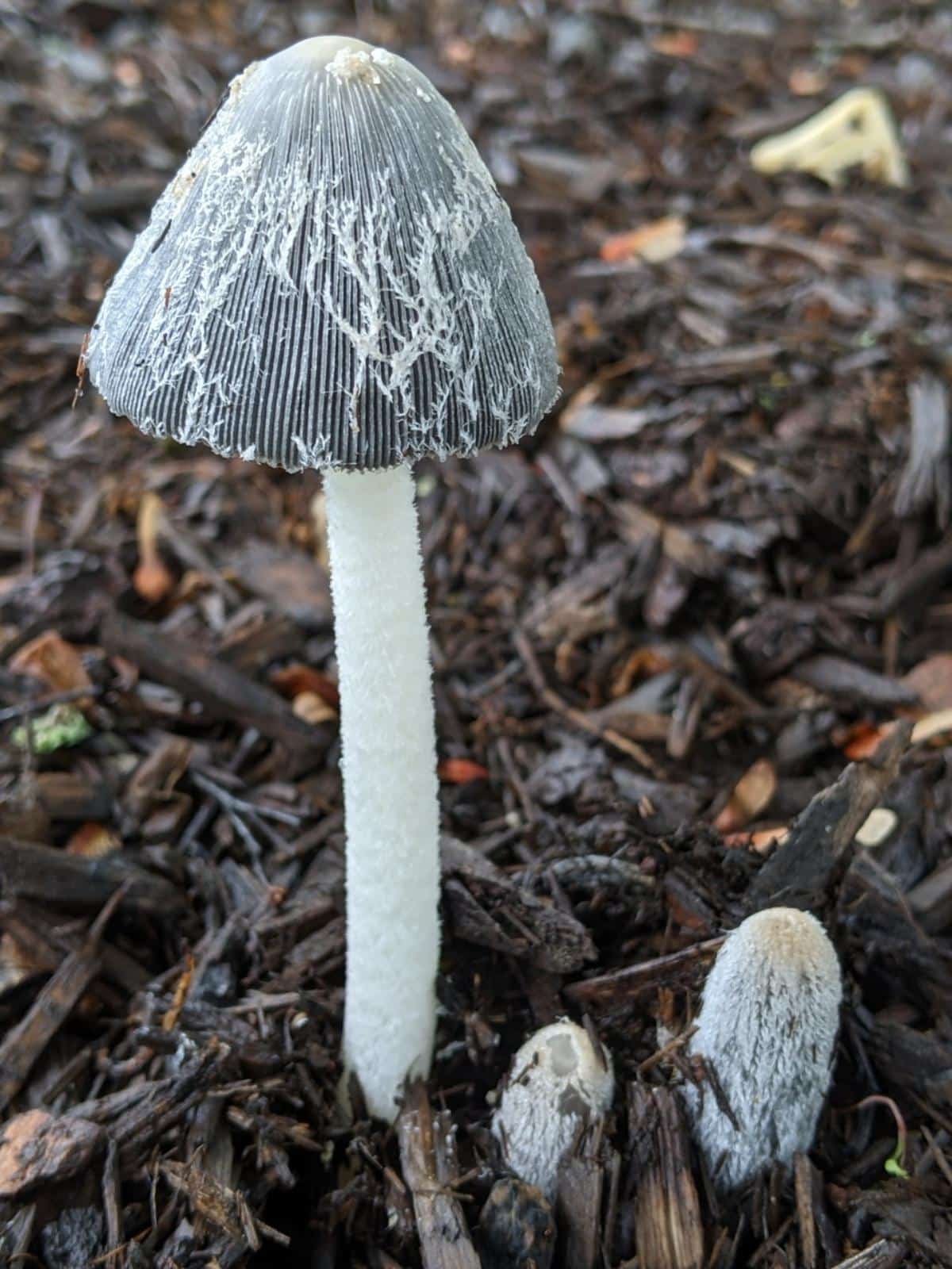 Harefoot mushroom (Coprinopsis lagopus)