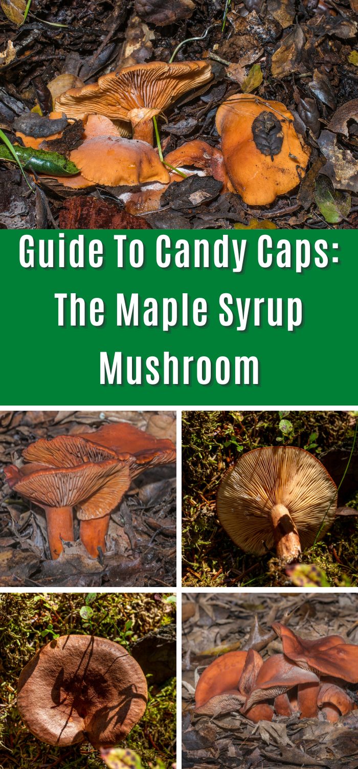 Guide To Candy Caps The Maple Syrup Mushroom Mushroom Appreciation