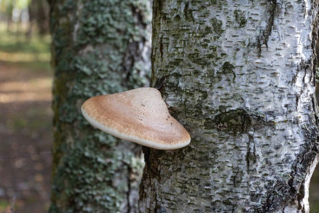 Birch Polypore Identification, Foraging, and Uses Mushroom Appreciation