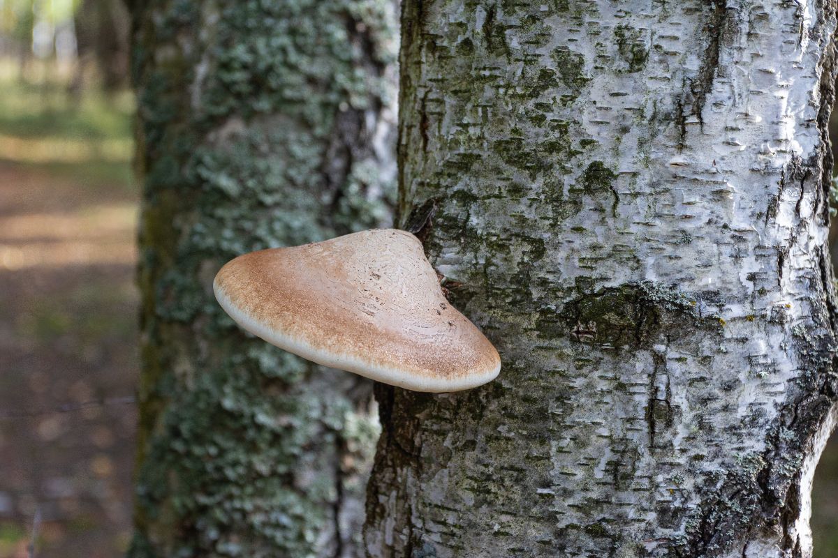 birch polypore mushroom