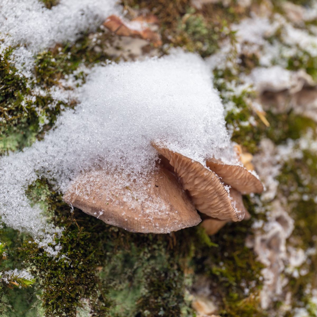 oyster winter mushroom foraging