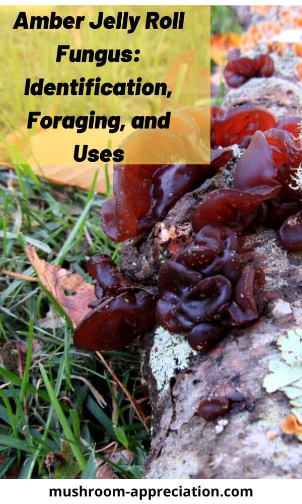 Amber Jelly Roll Fungus Identification, Foraging, and Uses Mushroom