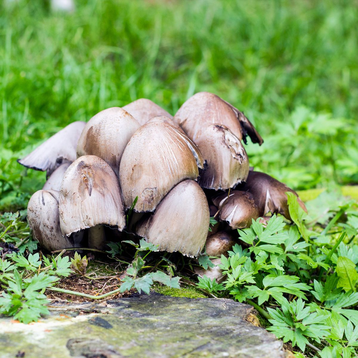 inky cap caps