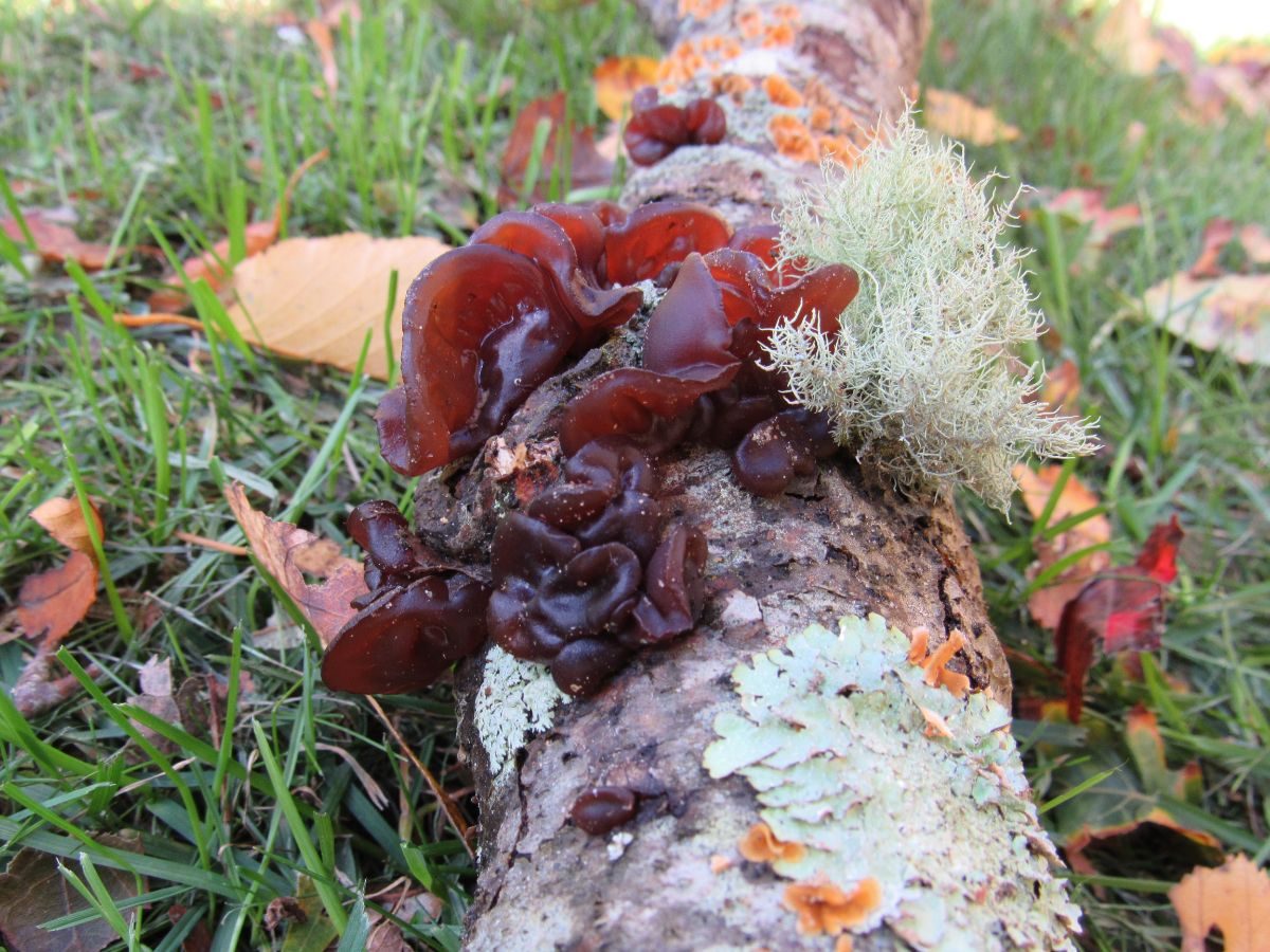 Amber jelly roll fungus 
