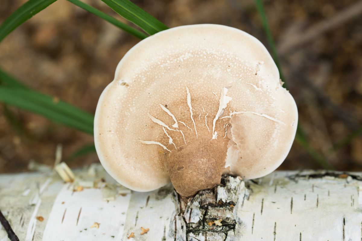 birch polypore fungus