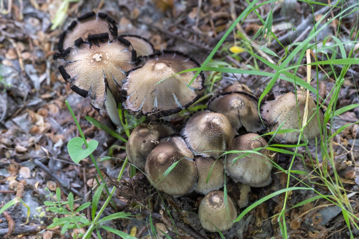 inky caps