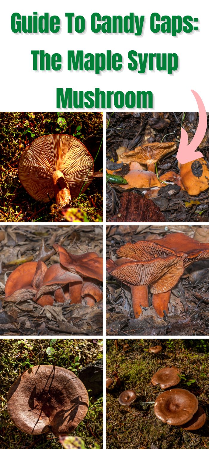 Guide To Candy Caps The Maple Syrup Mushroom Mushroom Appreciation