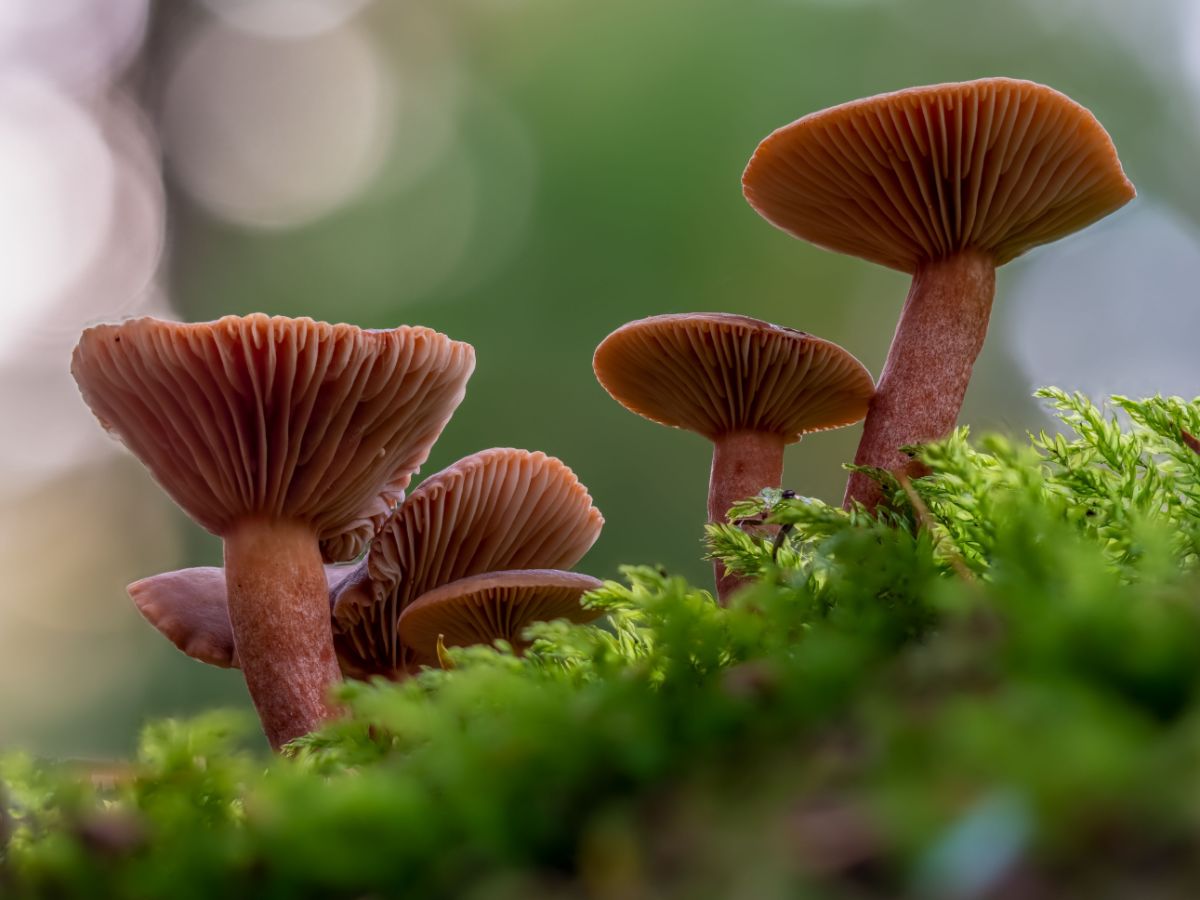 candy caps mushrooms