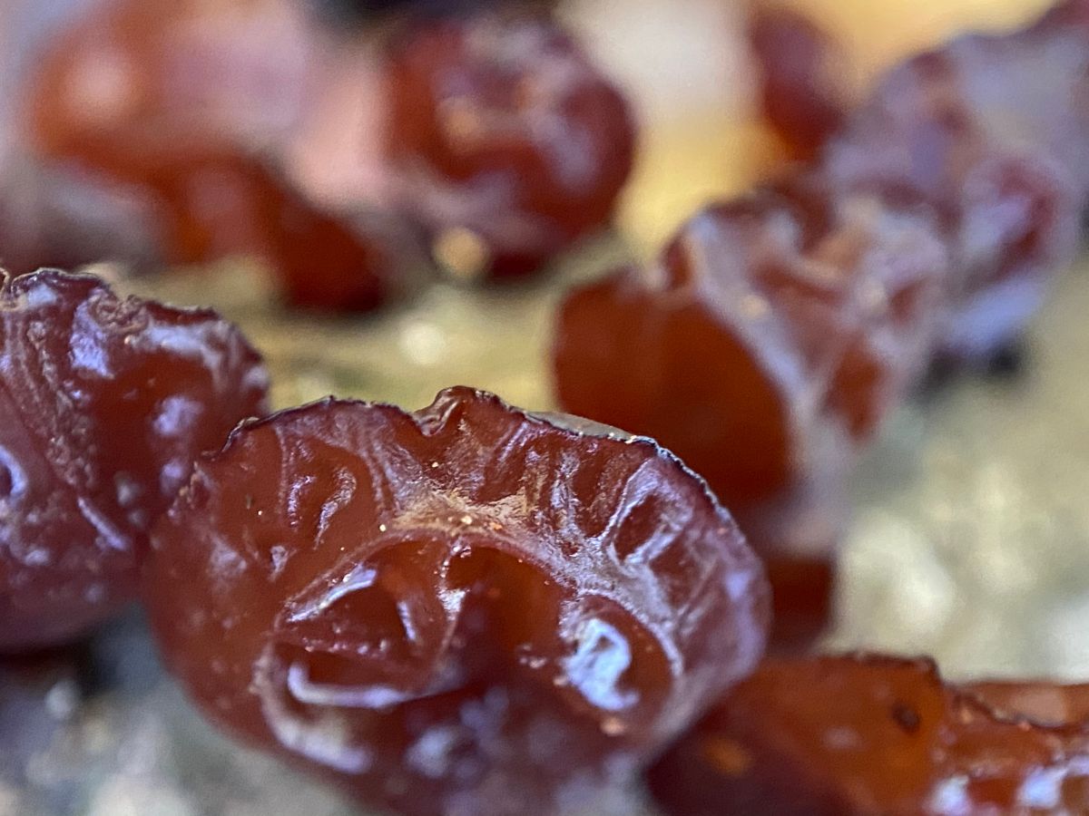 amber jelly roll fungus