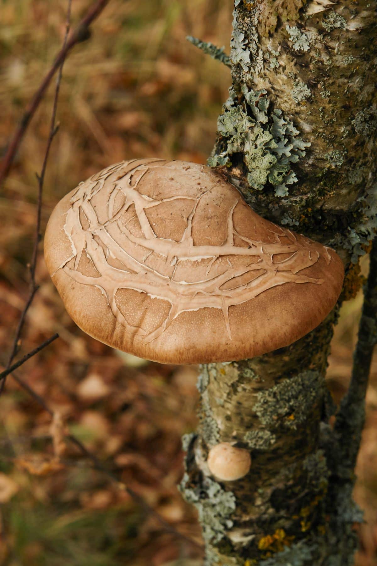 fomitopsis betulina