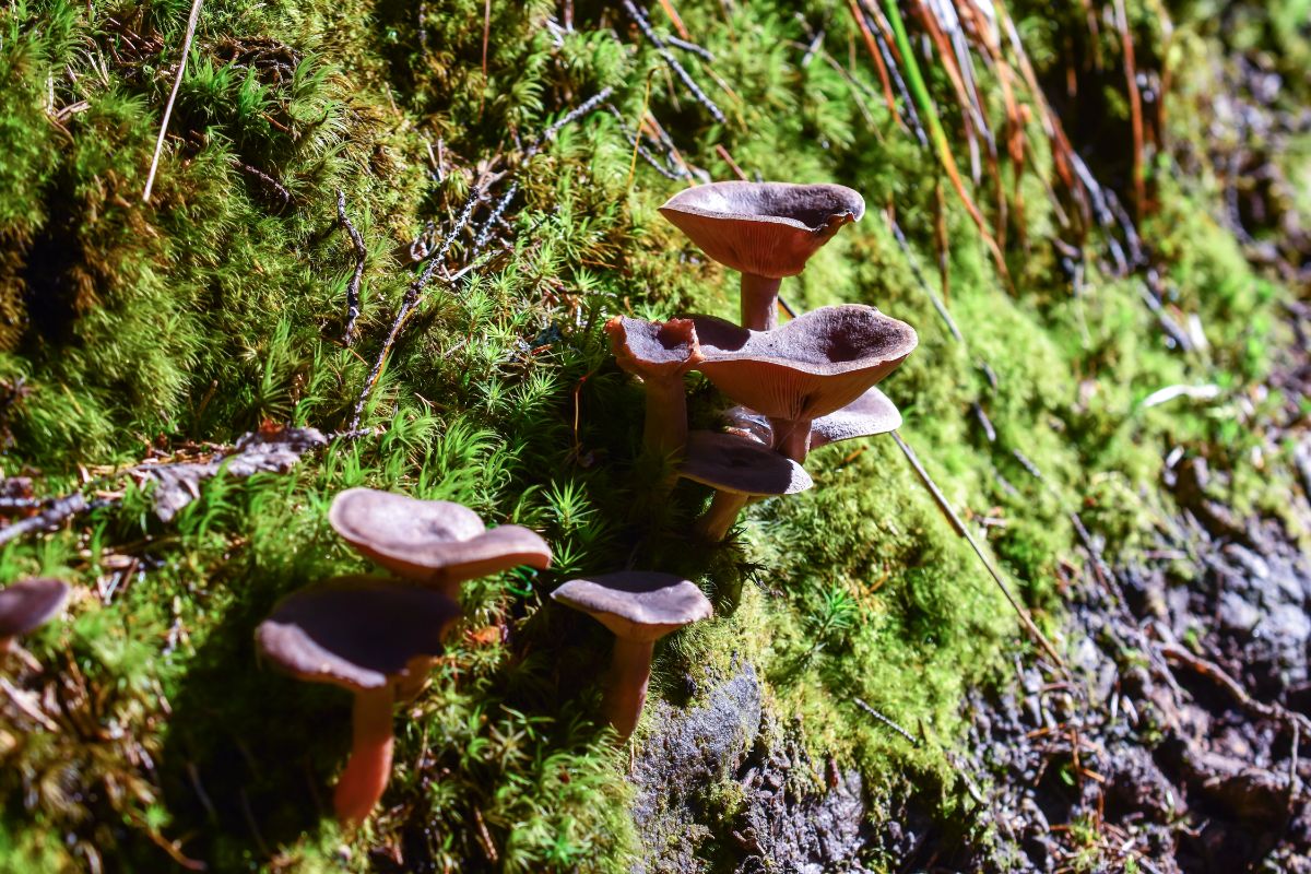 lactarius candy caps