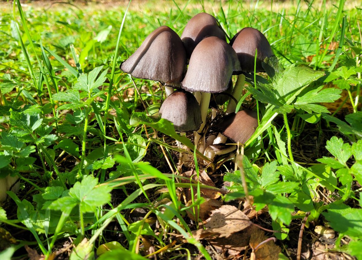 inky cap mushrooms
