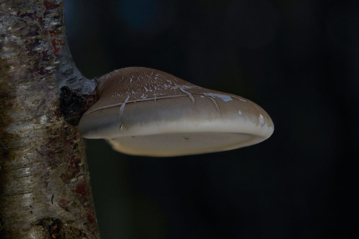 fomitopsis betulina