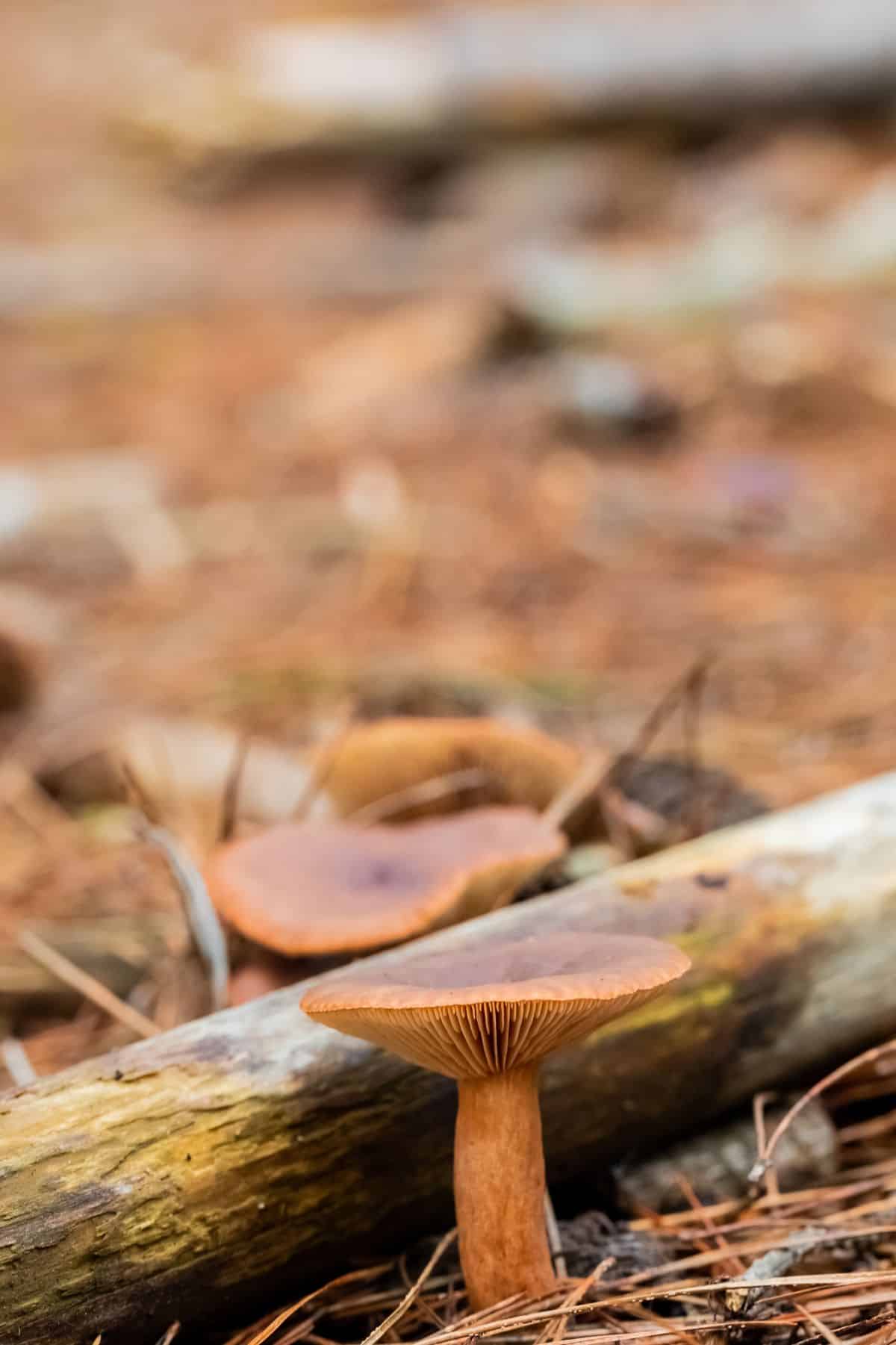 candy cap mushroom