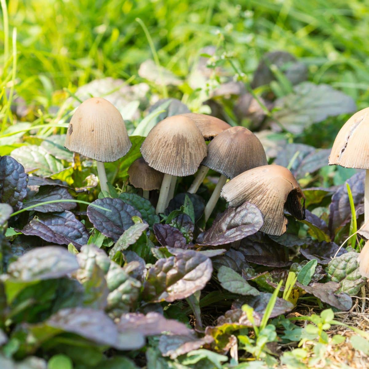 inky caps in garden