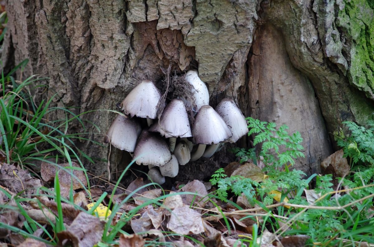 inky cap mushroom