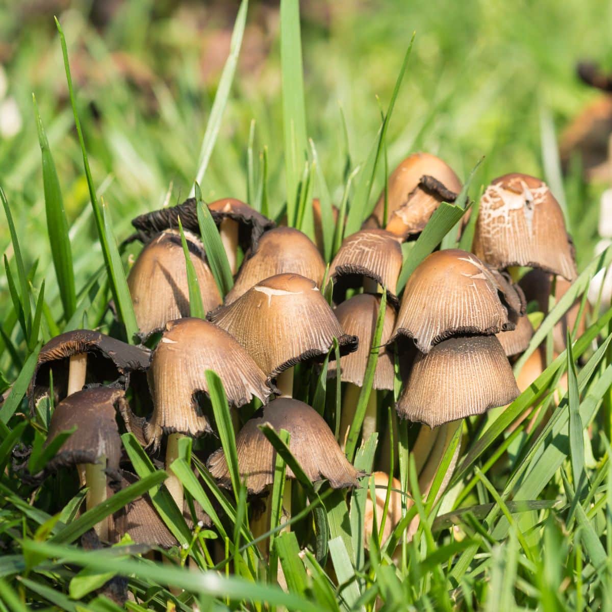 inky cap mushroom