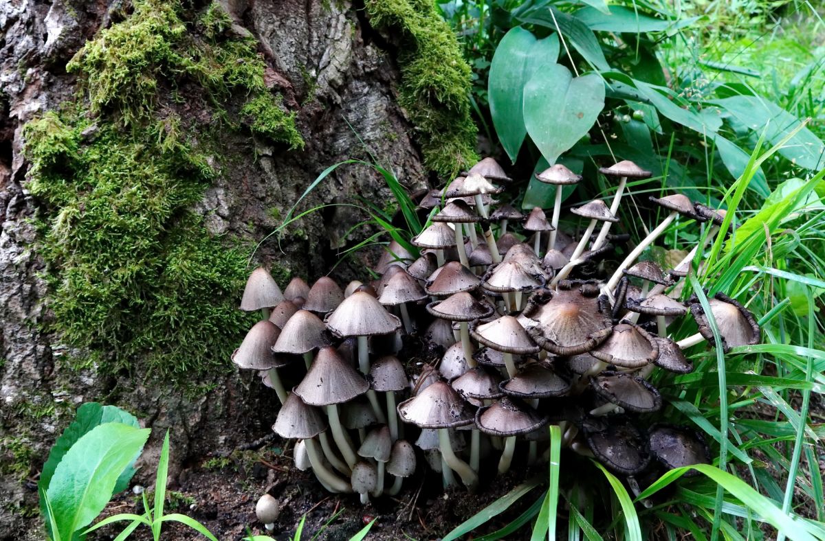 Coprinopsis atramentaria