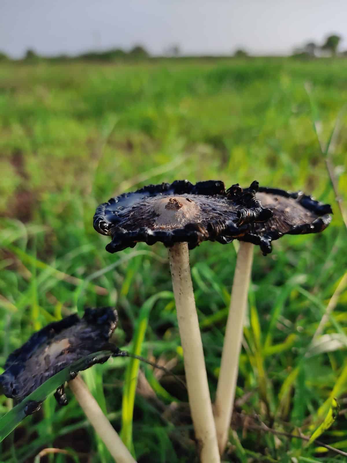 inky cap