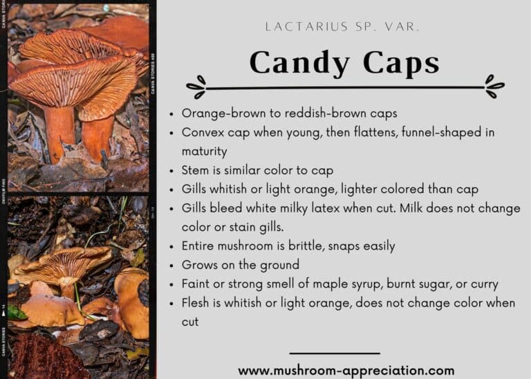 Guide To Candy Caps The Maple Syrup Mushroom Mushroom Appreciation