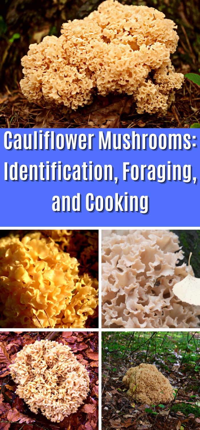 Cauliflower Mushrooms Identification, Foraging, and Cooking Mushroom