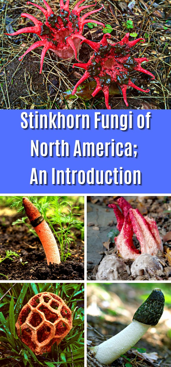 Stinkhorn Fungi of North America; An Introduction Mushroom Appreciation