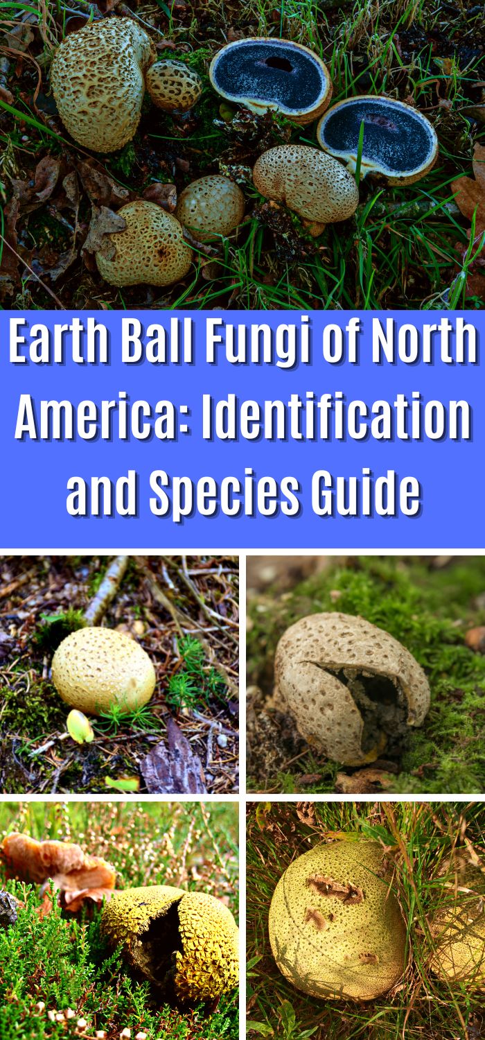 Earth Ball Fungi of North America Identification and Species Guide Mushroom Appreciation