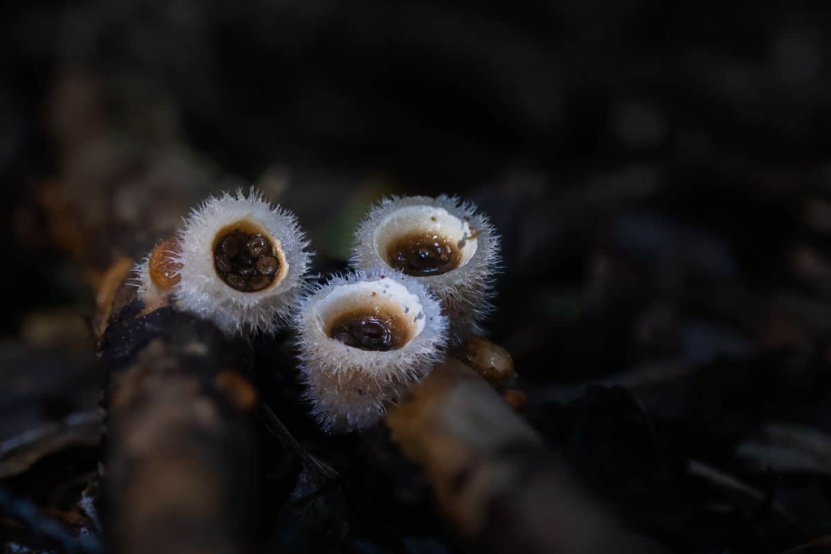 bird's nest fungi, birds nest fungi, bird's nest fungus