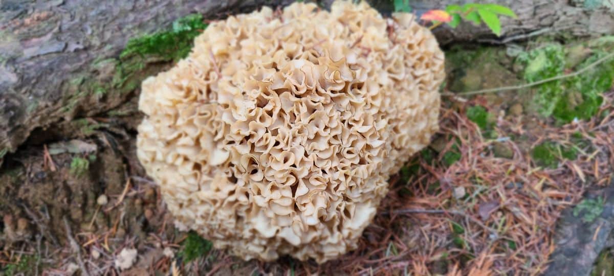 cauliflower mushrooms ,, cauliflower fungus