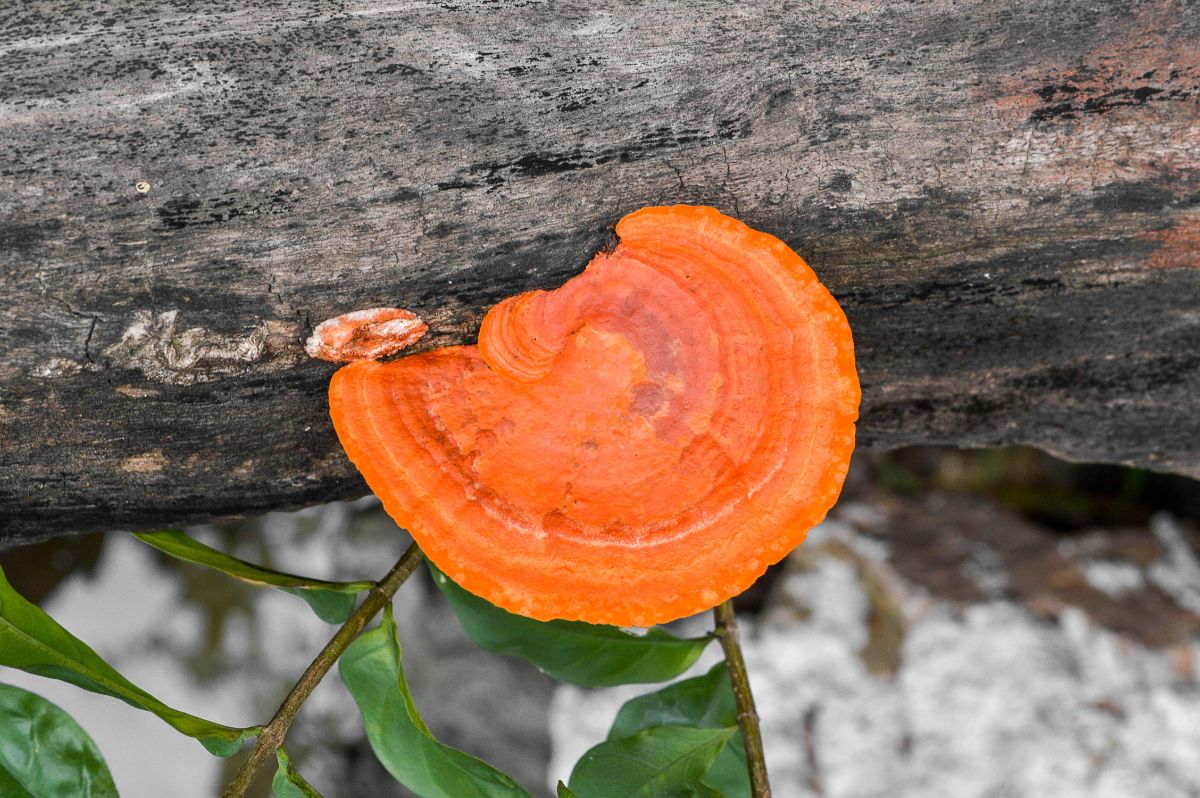 Polypore cinnabarinus