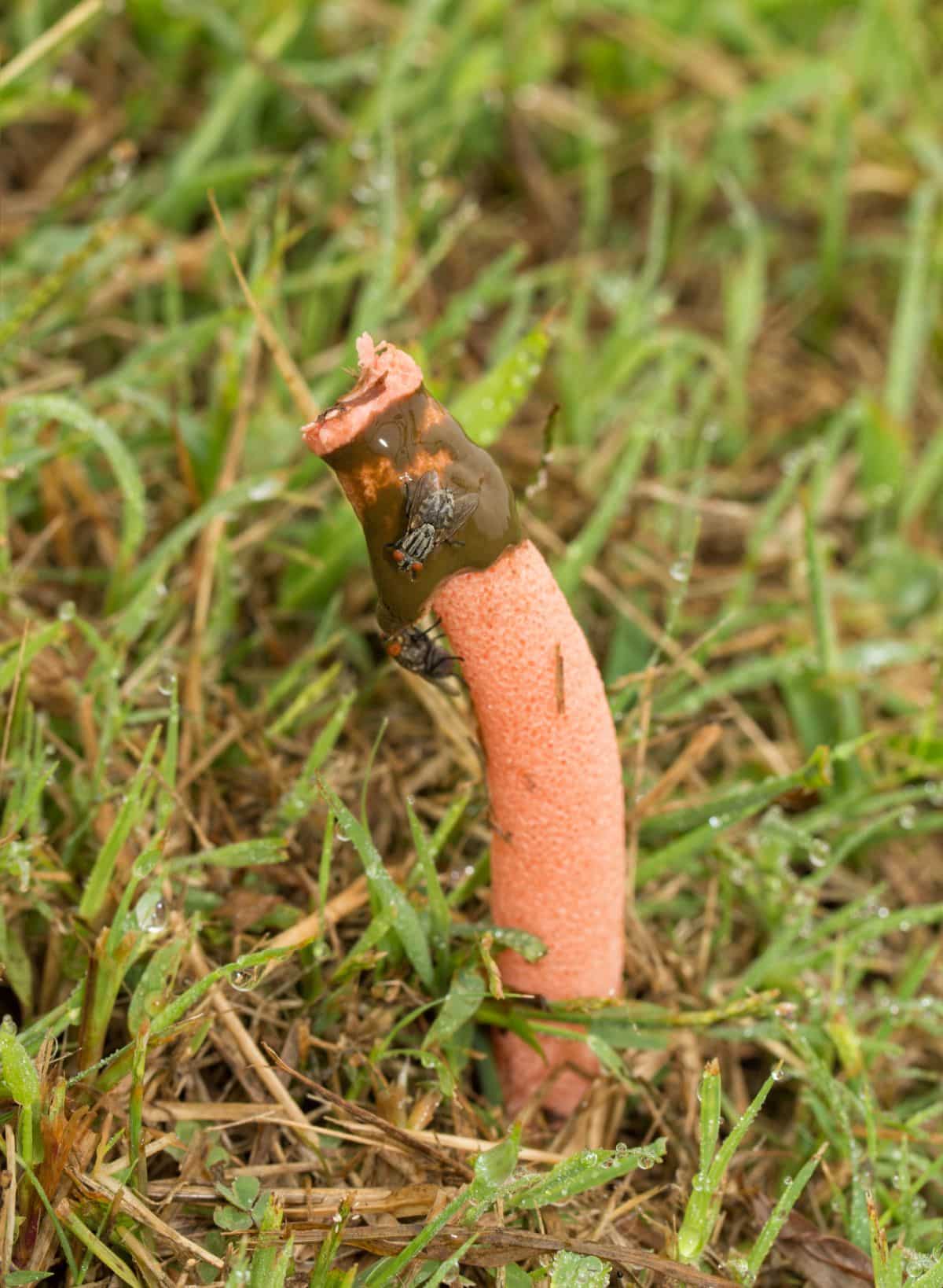 dog penis stinkhorn species