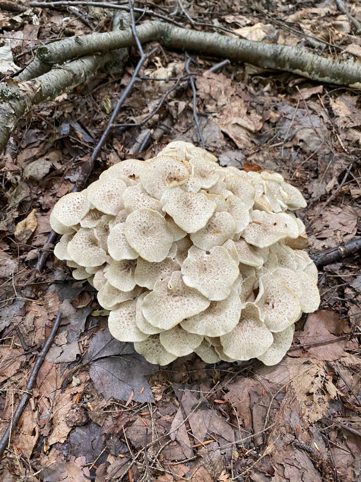 umbrella polypore fungus