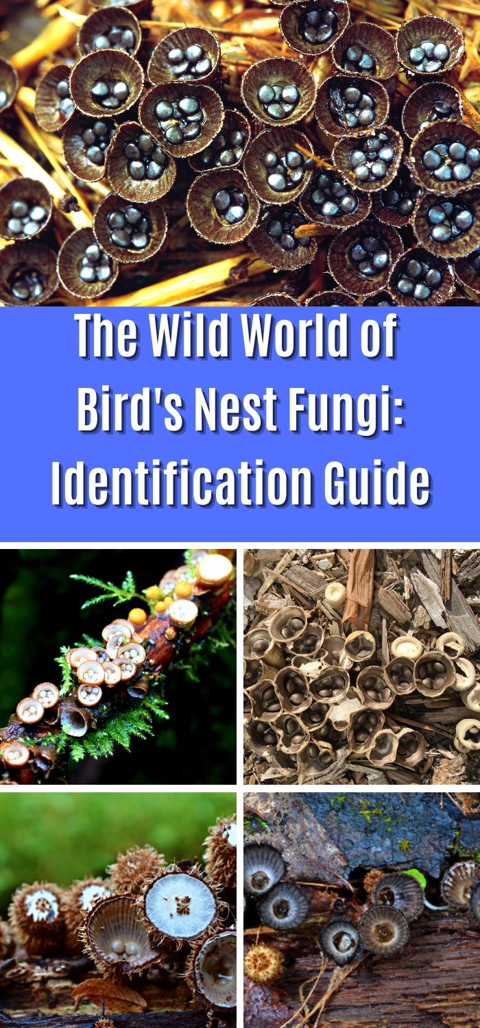 The Wild World of Bird's Nest Fungi Identification Guide Mushroom