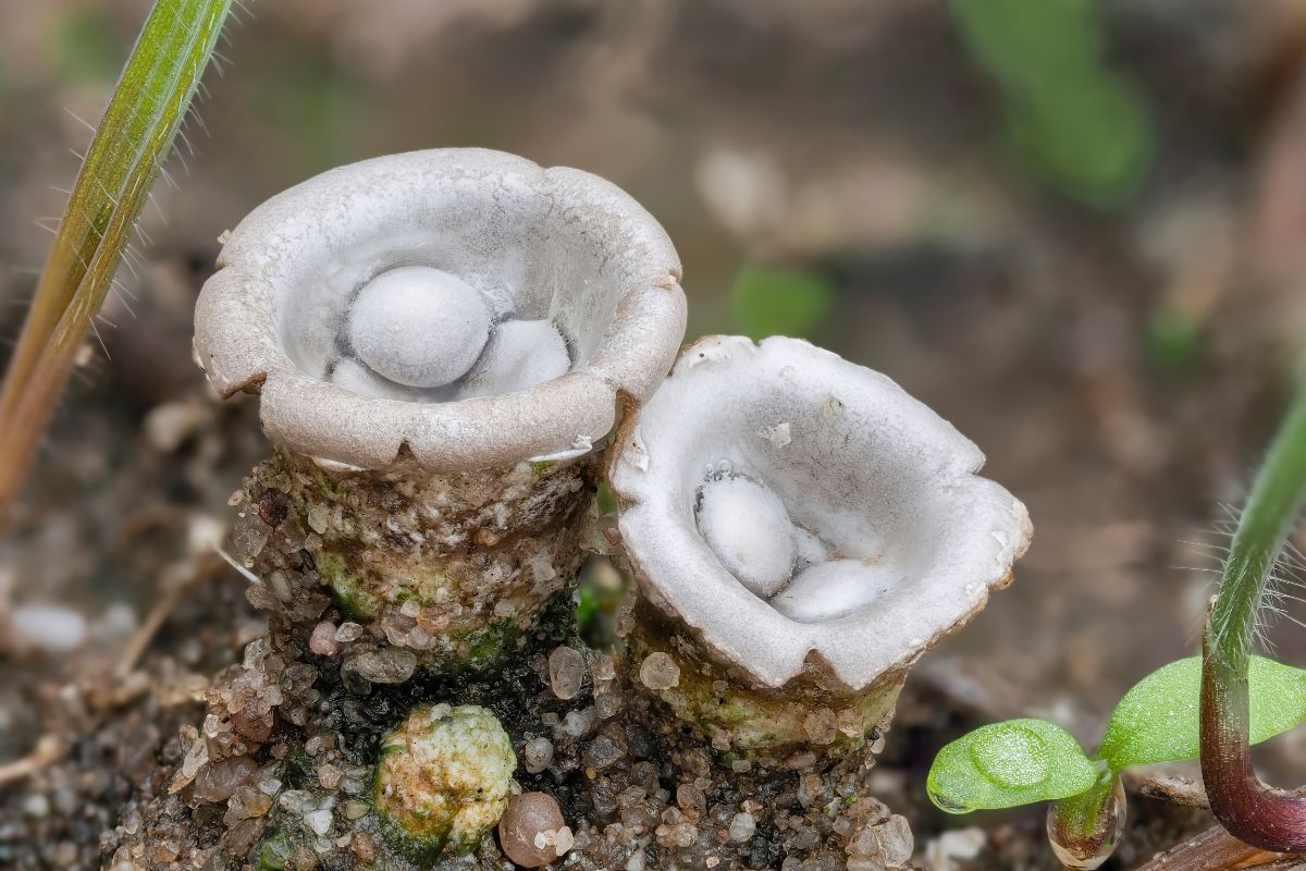 cyathus bird's nest fungi