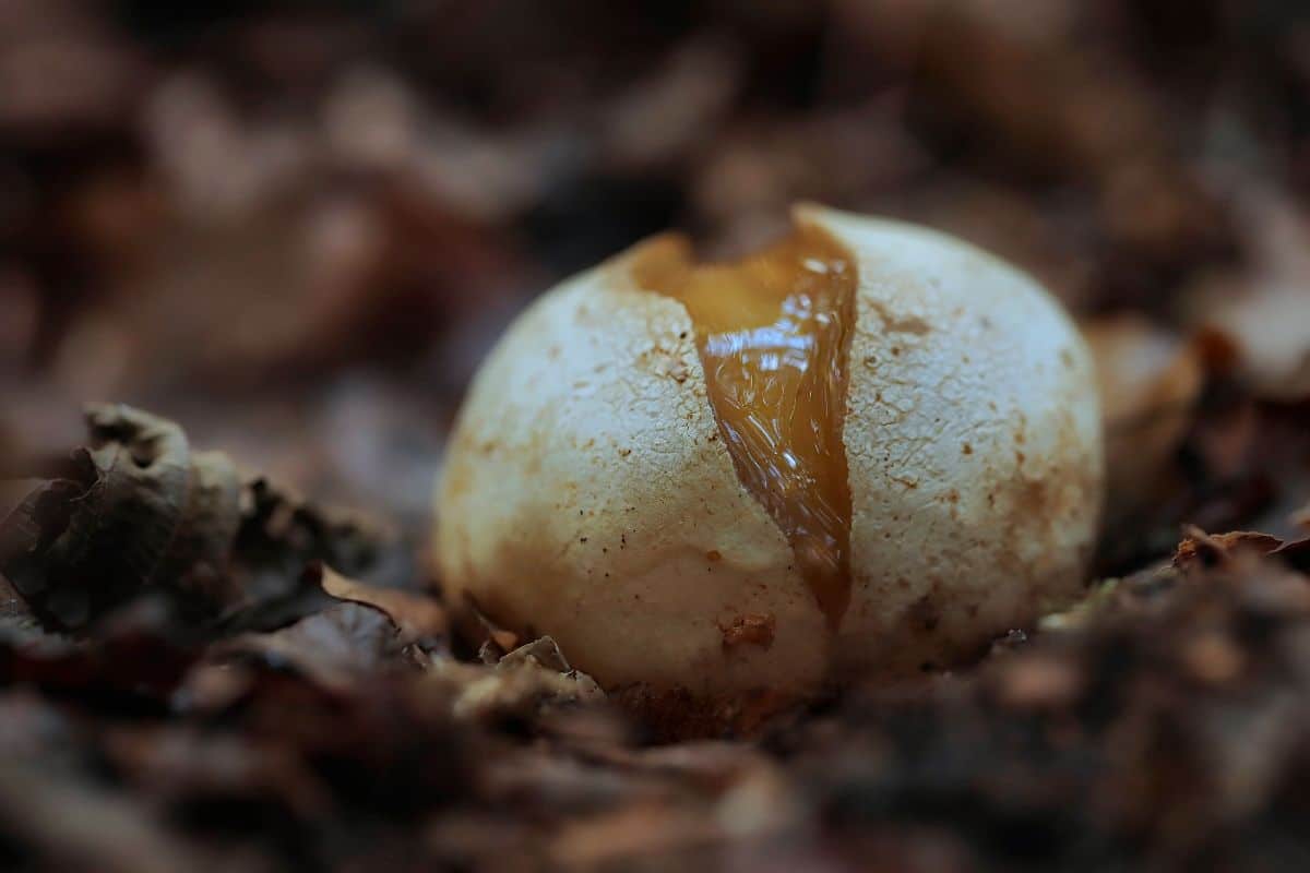 stinkhorn egg hatching