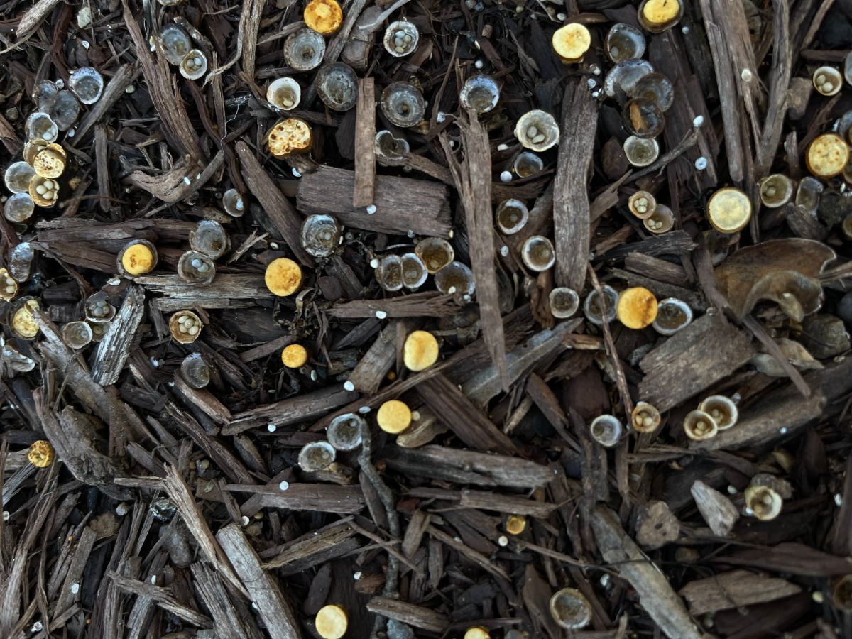 birds nest fungus