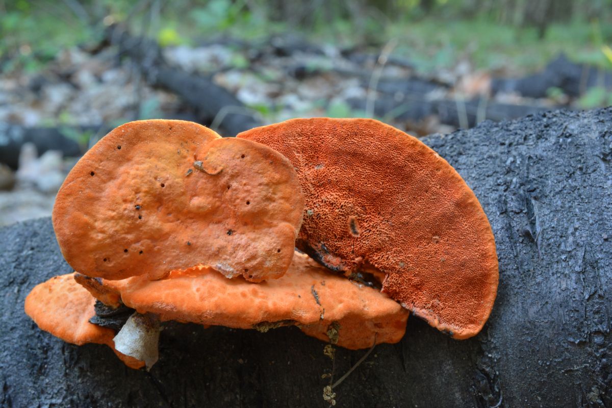 cinnabar polypore pores