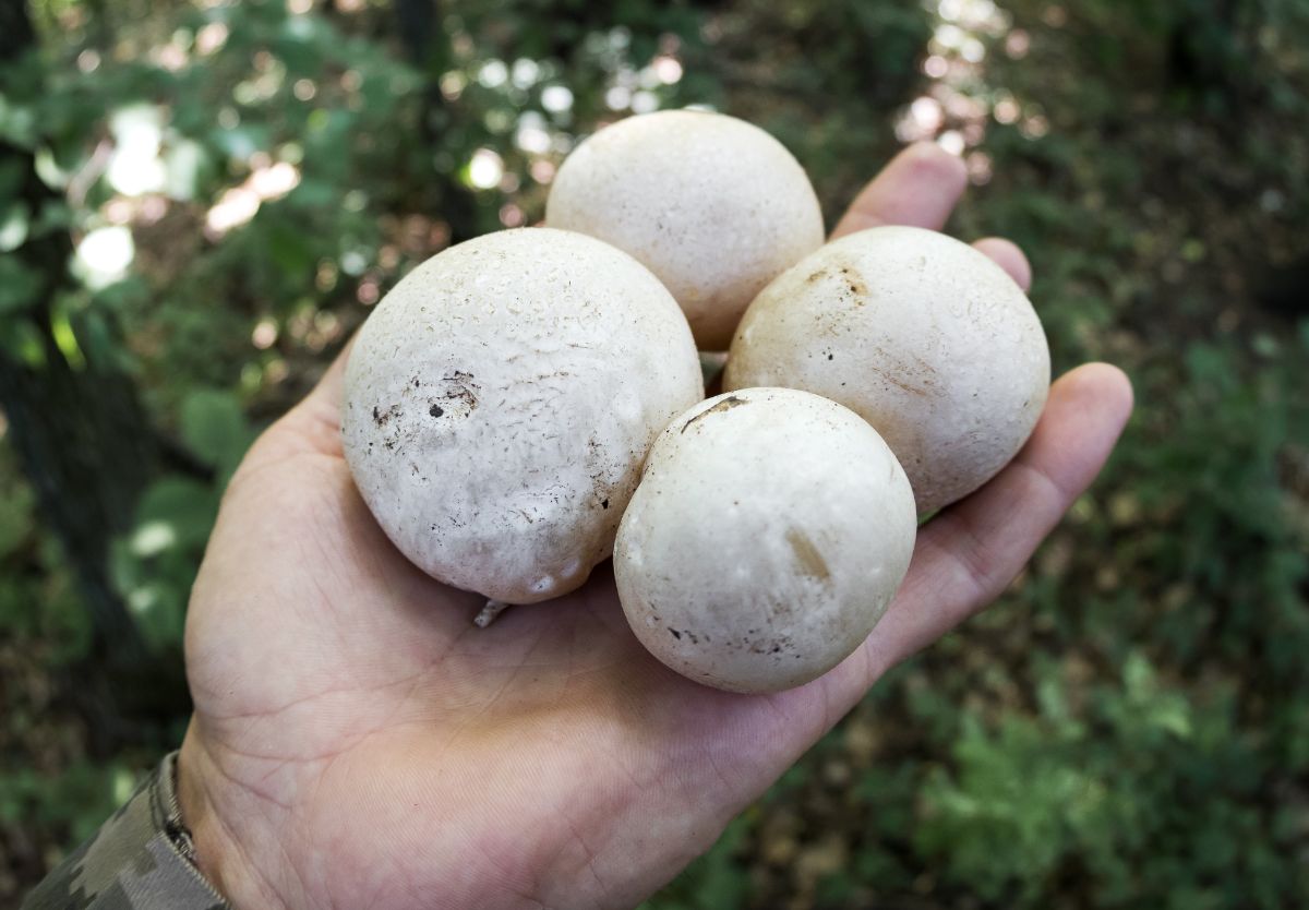 hand holding stinkhorn eggs, they look like puffballs