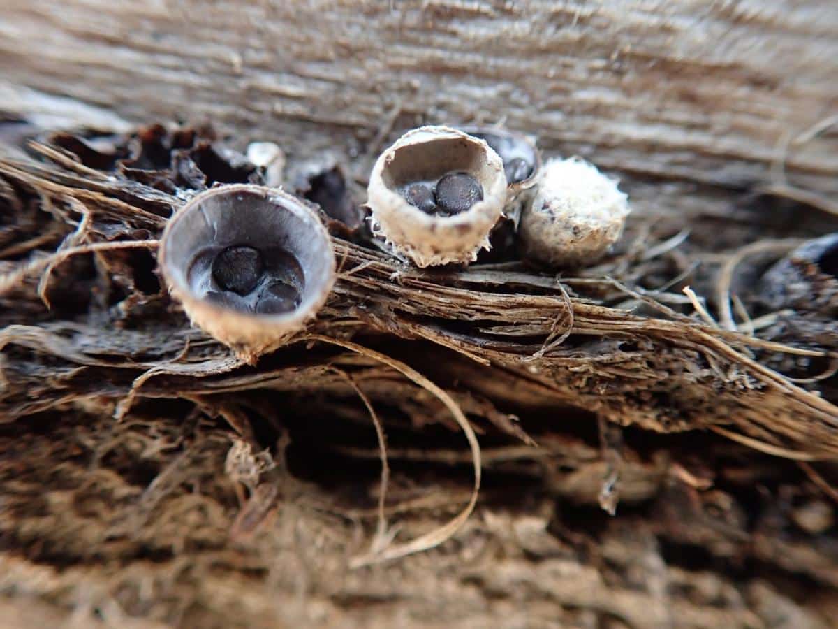 cyathus stercoreus