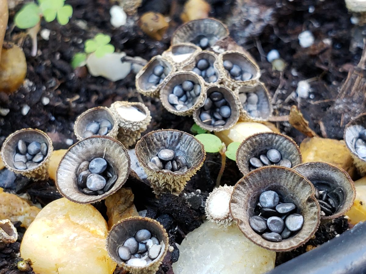 bird's nest fungi