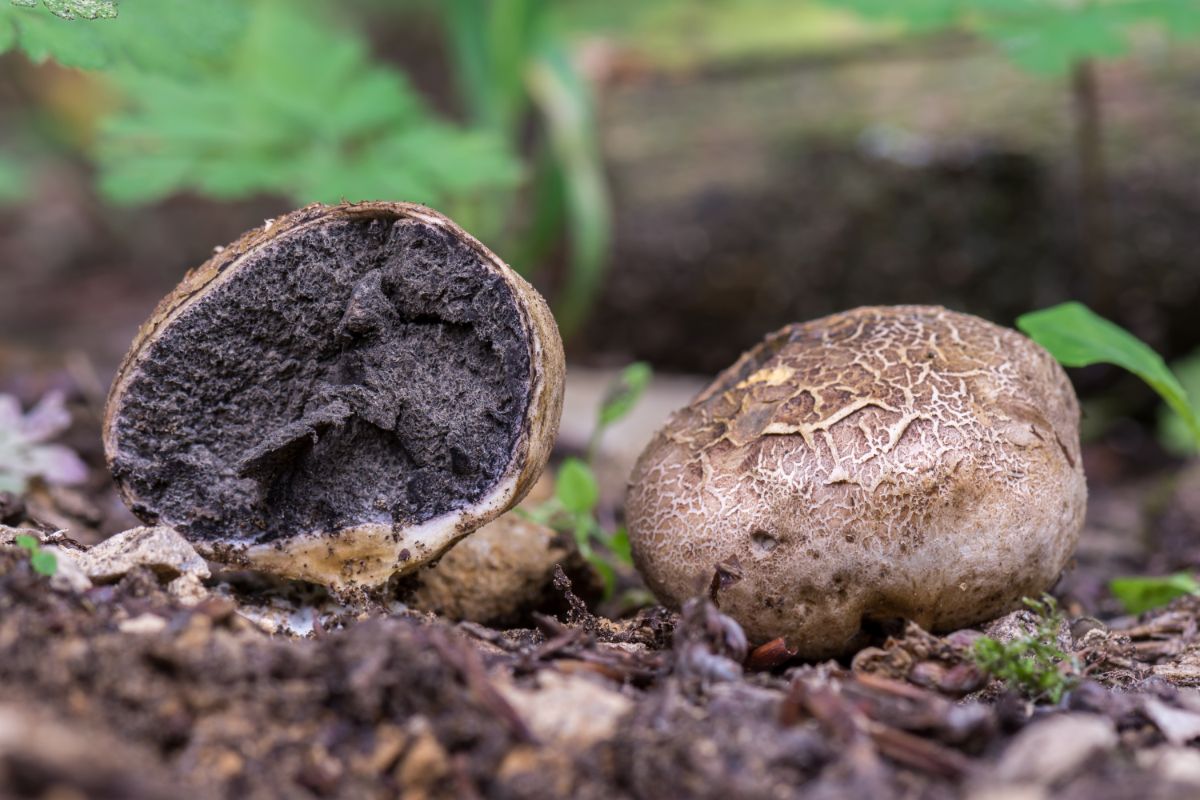 earth ball fungi