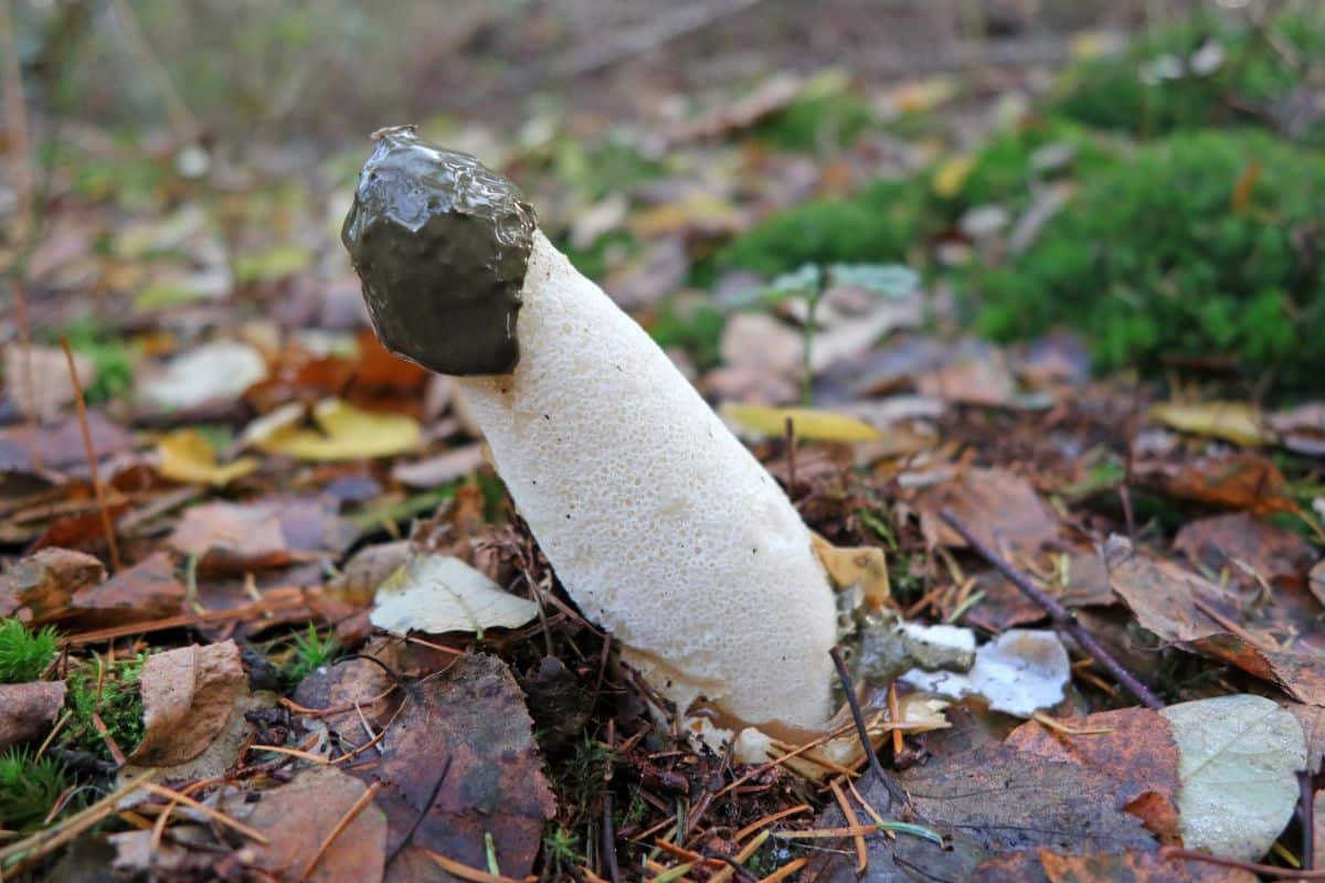 stinkhorn lawn mushroom