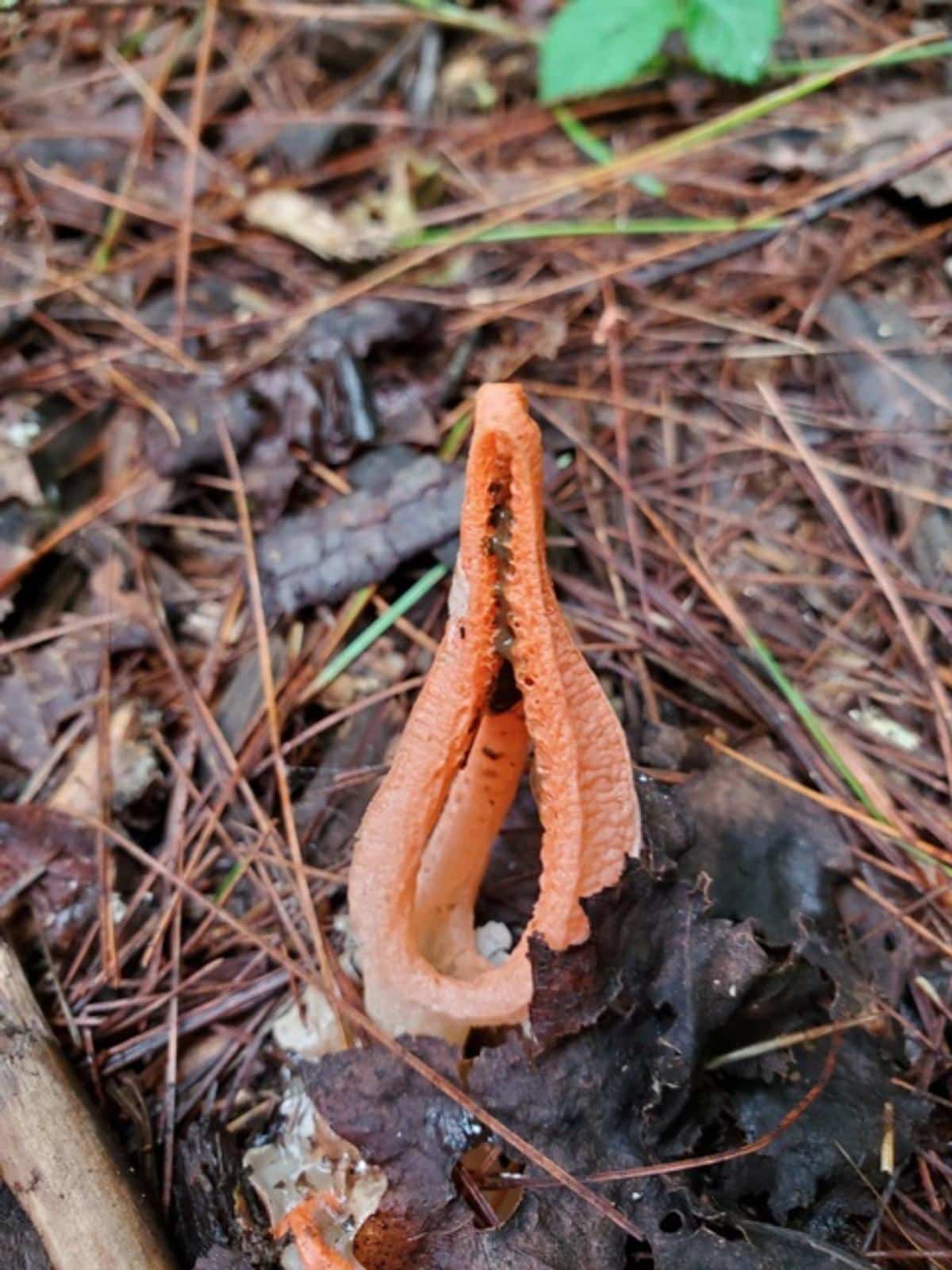 Stinky Squid (Pseudocolus fusiformis)