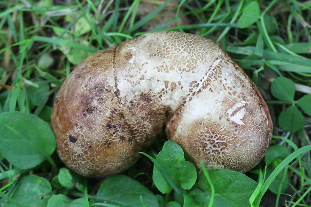  Scleroderma bovista