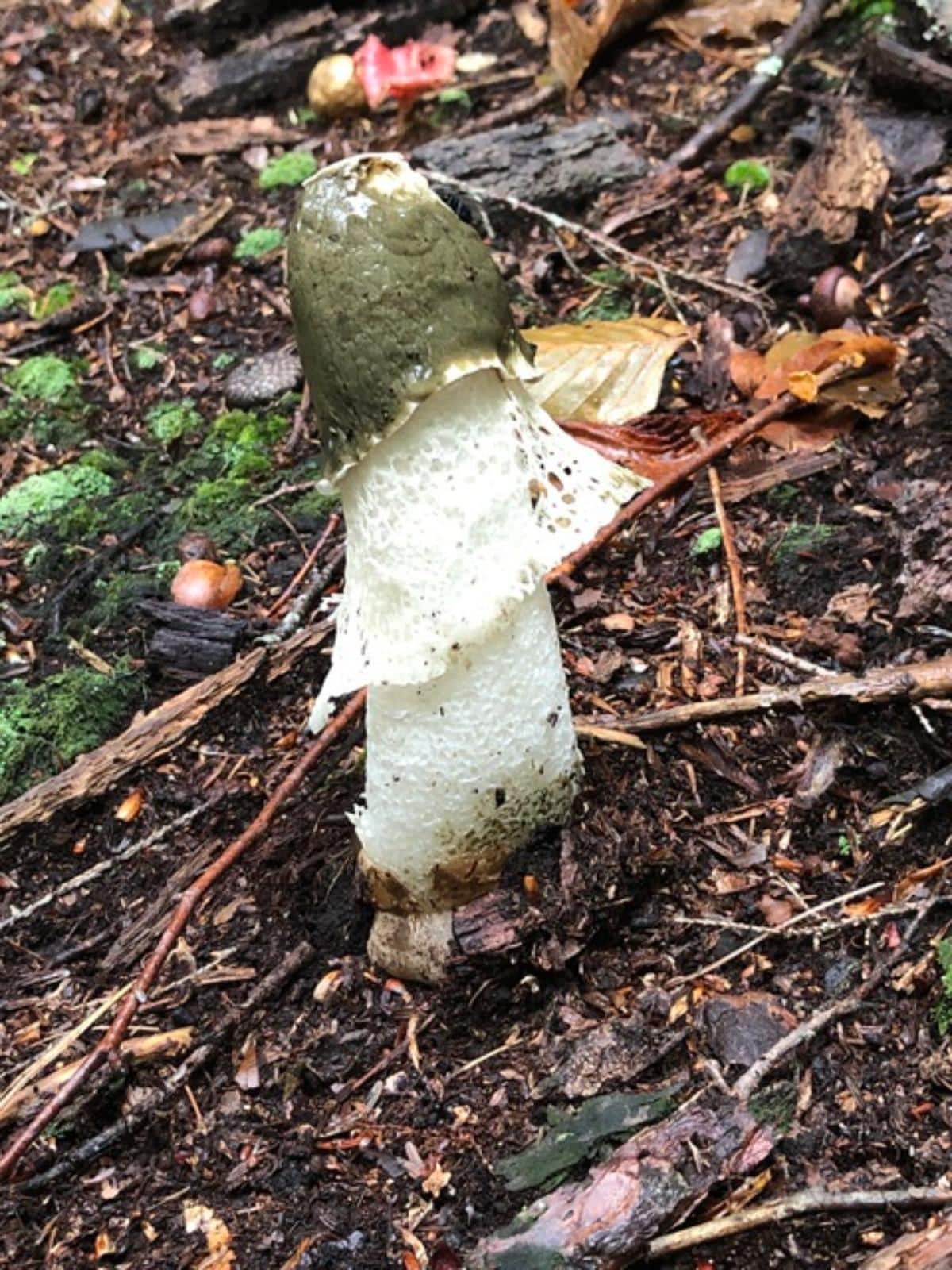 Netted Stinkhorn (Phallus duplicatus)