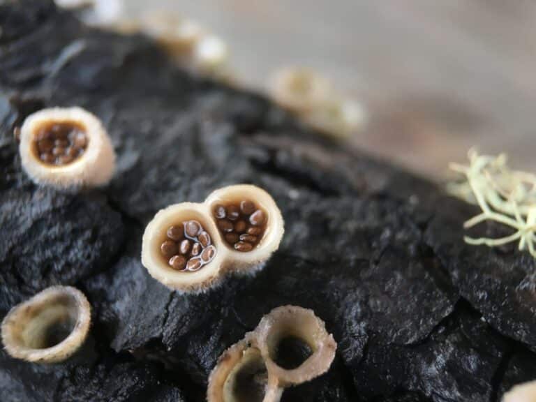 The Wild World of Bird's Nest Fungi Identification Guide Mushroom Appreciation