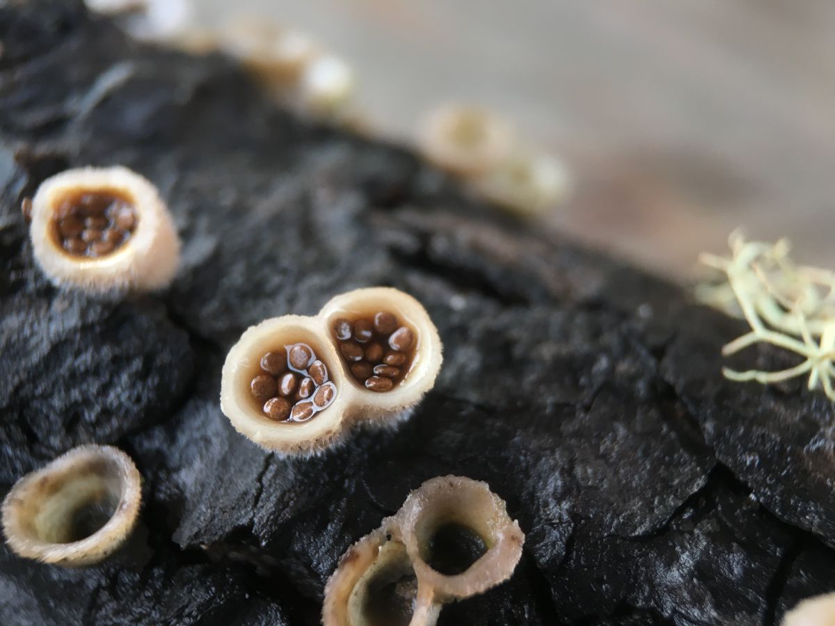 bird's nest fungi