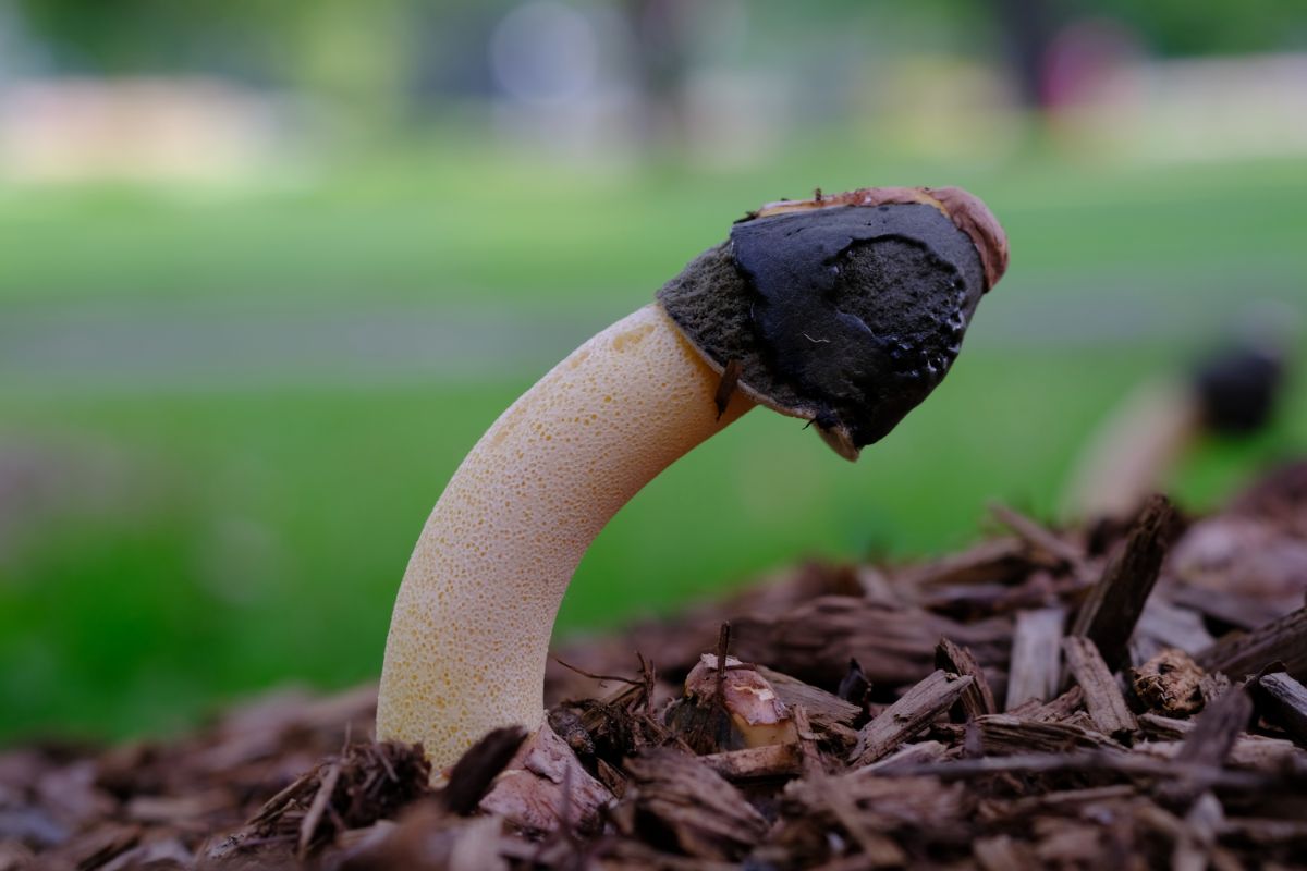 Ravenel's Stinkhorn (Phallus ravenelii)